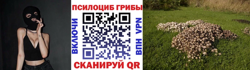 кракен как зайти  Цивильск  Галлюциногенные грибы Psilocybine cubensis 